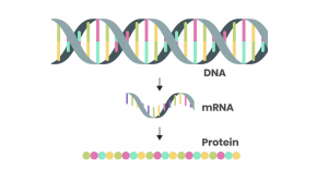 mRNA Vaccine