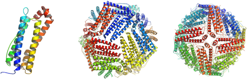 Ferritin